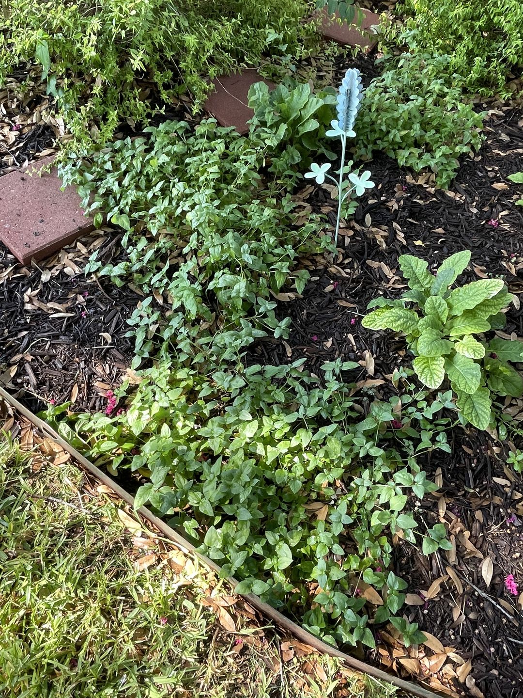 Customer photo review of Horseherb 4 Inch