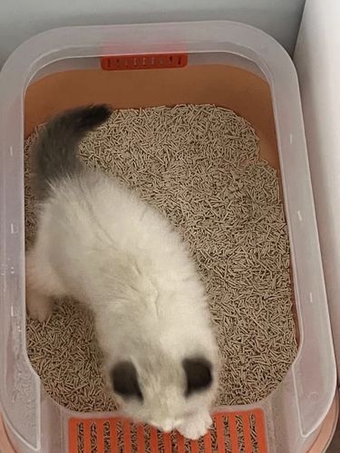 Customer photo review of Michu Tofu Cat Litter Gen3- Dust-Free and Natural Clumping Tofu-Based Formula for Easy Cleanup