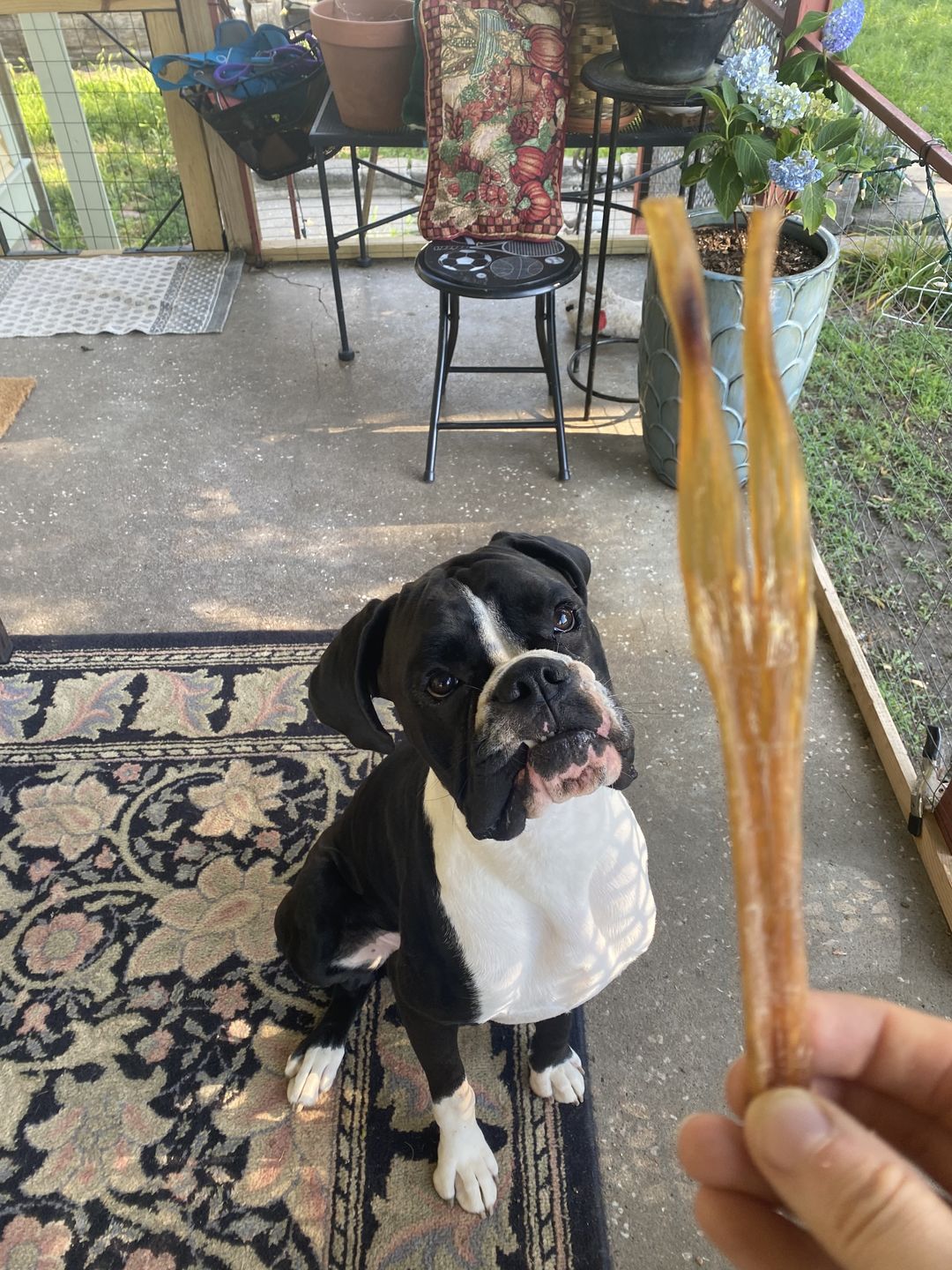 Customer photo review of Beef Tendon