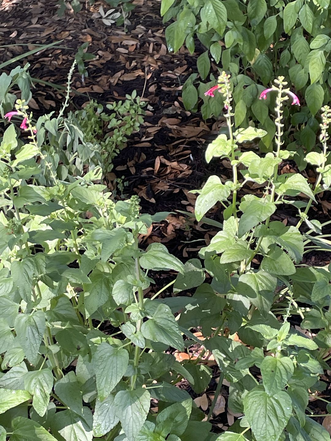 Customer photo review of Salvia greggii, Red 4 Inch