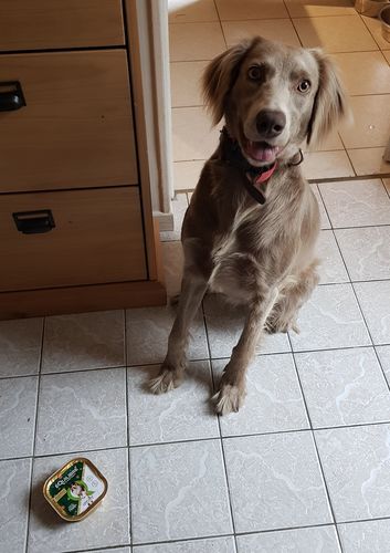 Customer photo review of Pâtées à l'agneau & aux pommes de terre (chien adulte)
