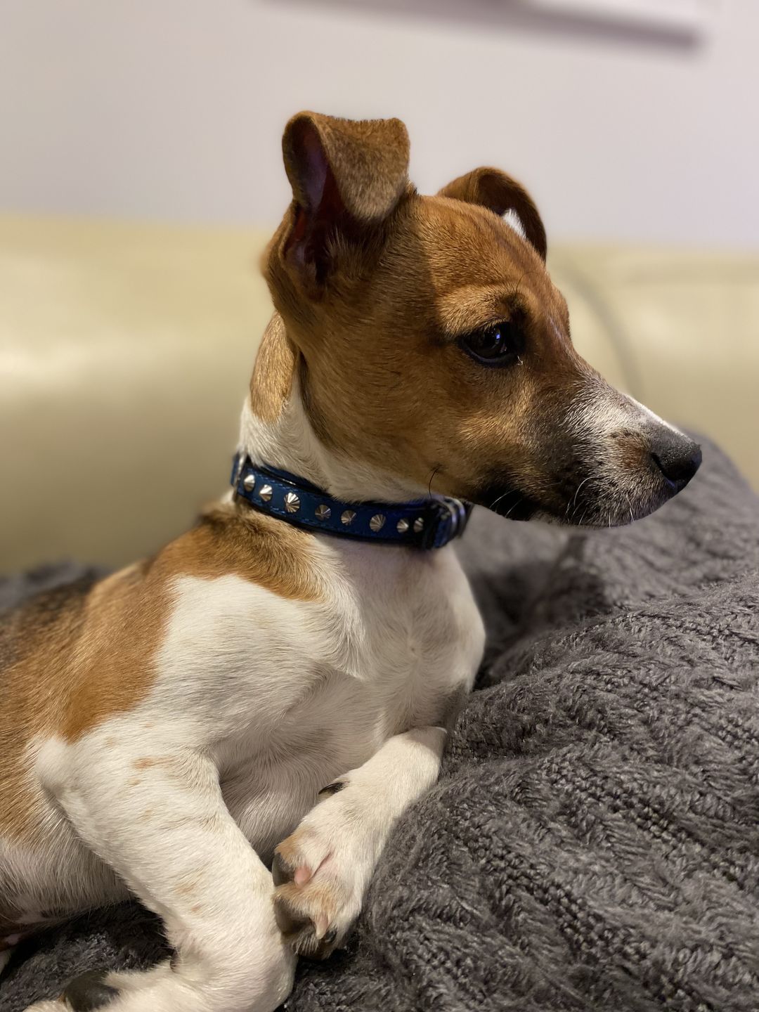 Customer photo review of Hand Made Leather Dog Collar - Imperial Blue & Chrome (Slim Fit)