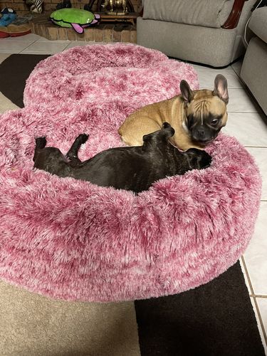 Customer photo review of PaWz Removable Cover Calming Pet Bed