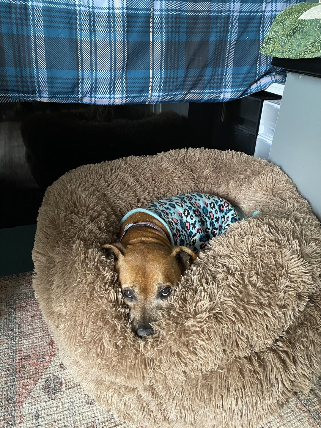 Customer photo review of Pawz Non-Removable Calming Pet Bed