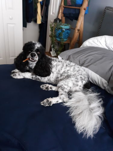 Customer photo review of USA Made Turkey Tendon Chews (8oz)