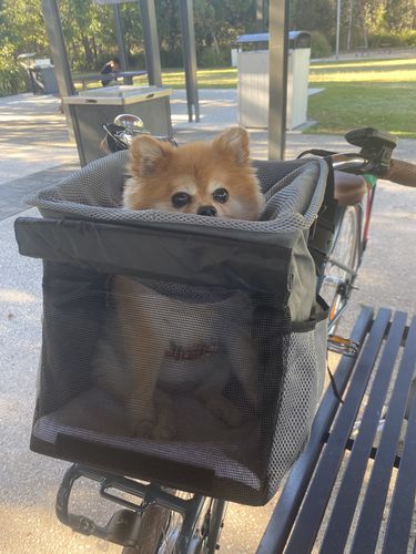 Customer photo review of All In One Pet Carrier Bag | Dog Bike Basket | Backpack for Dogs & Cats | Car Booster Seat