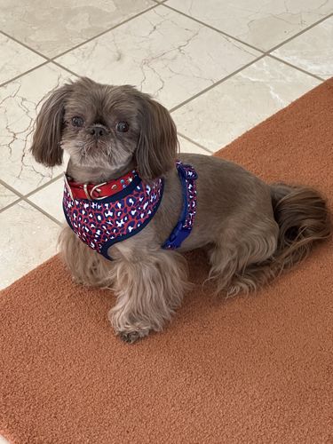 Customer photo review of Patriotic Dog harness - Leopard