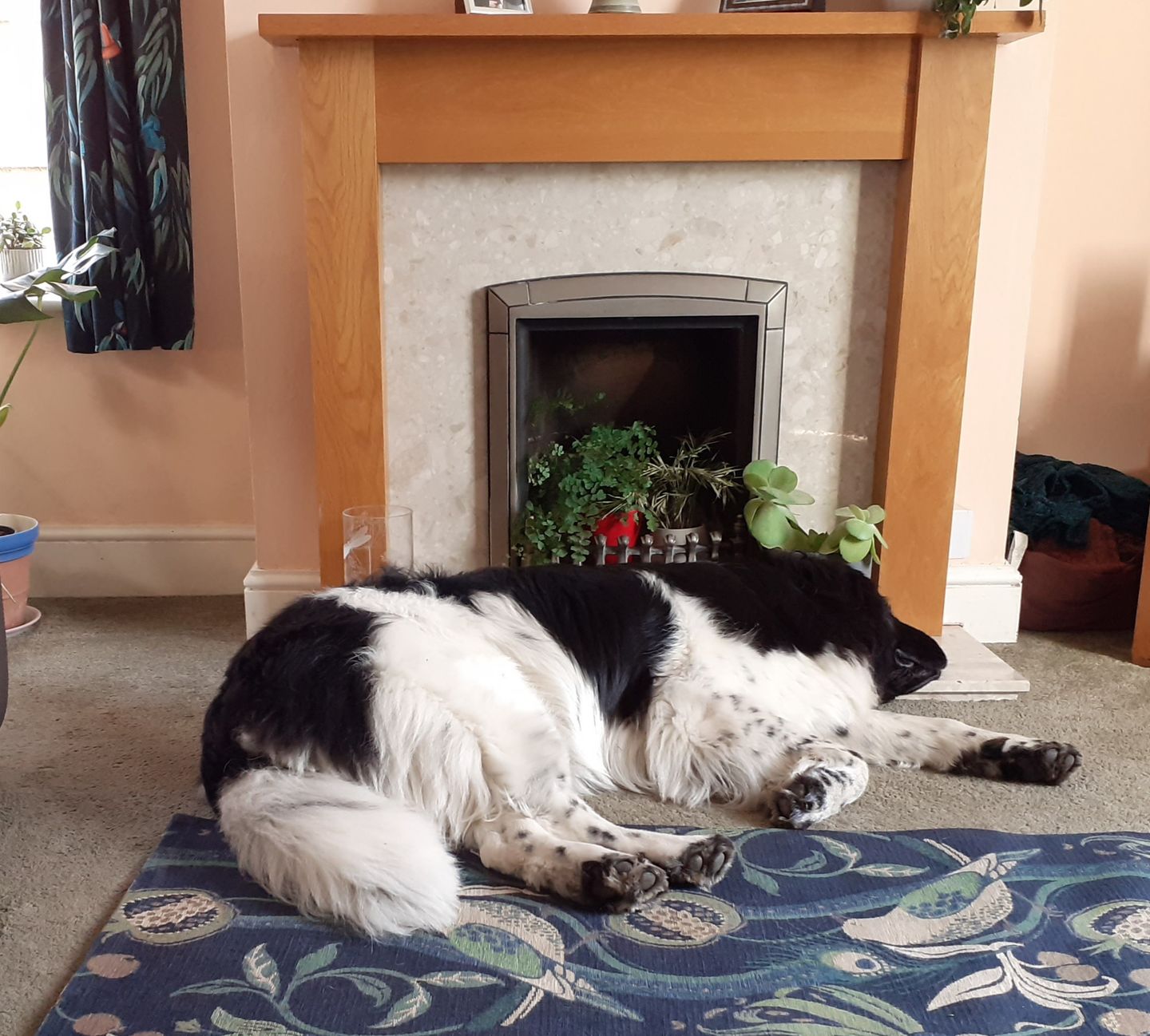Customer photo review of Pooch's Handmade Dog Treats