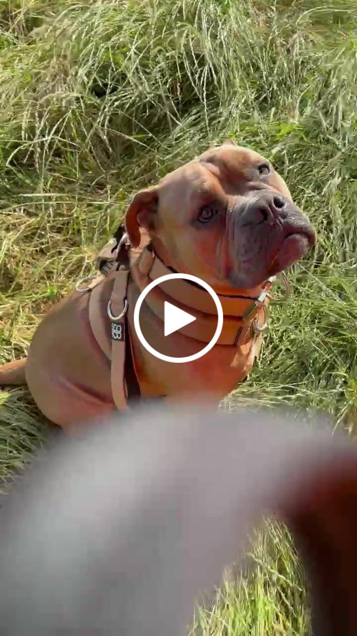 Customer video review of TRI-Harness® | Anti-Pull, Adjustable & Durable - Dog Trainers Choice - Military Tan v2.0