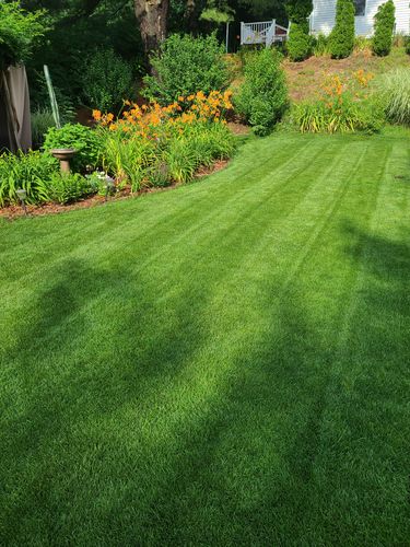 Customer photo review of GCI Turf Blue Heat Grass Seed