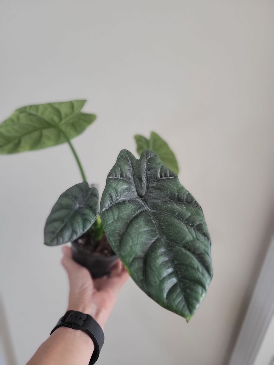 Customer photo review of Alocasia sinuata