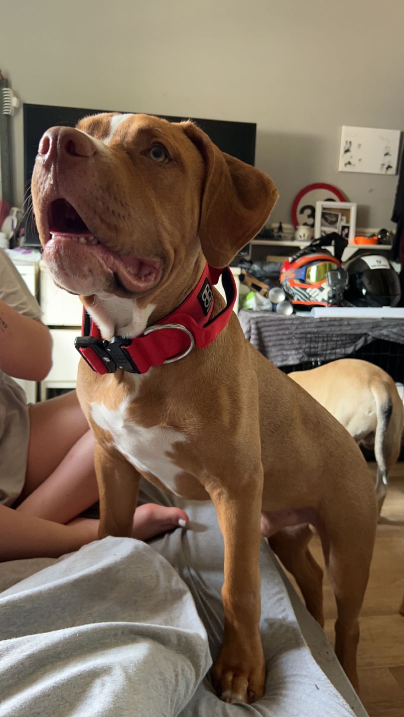 Customer photo review of 4cm Combat® Collar | With Handle & Rated Clip - Red v2.0