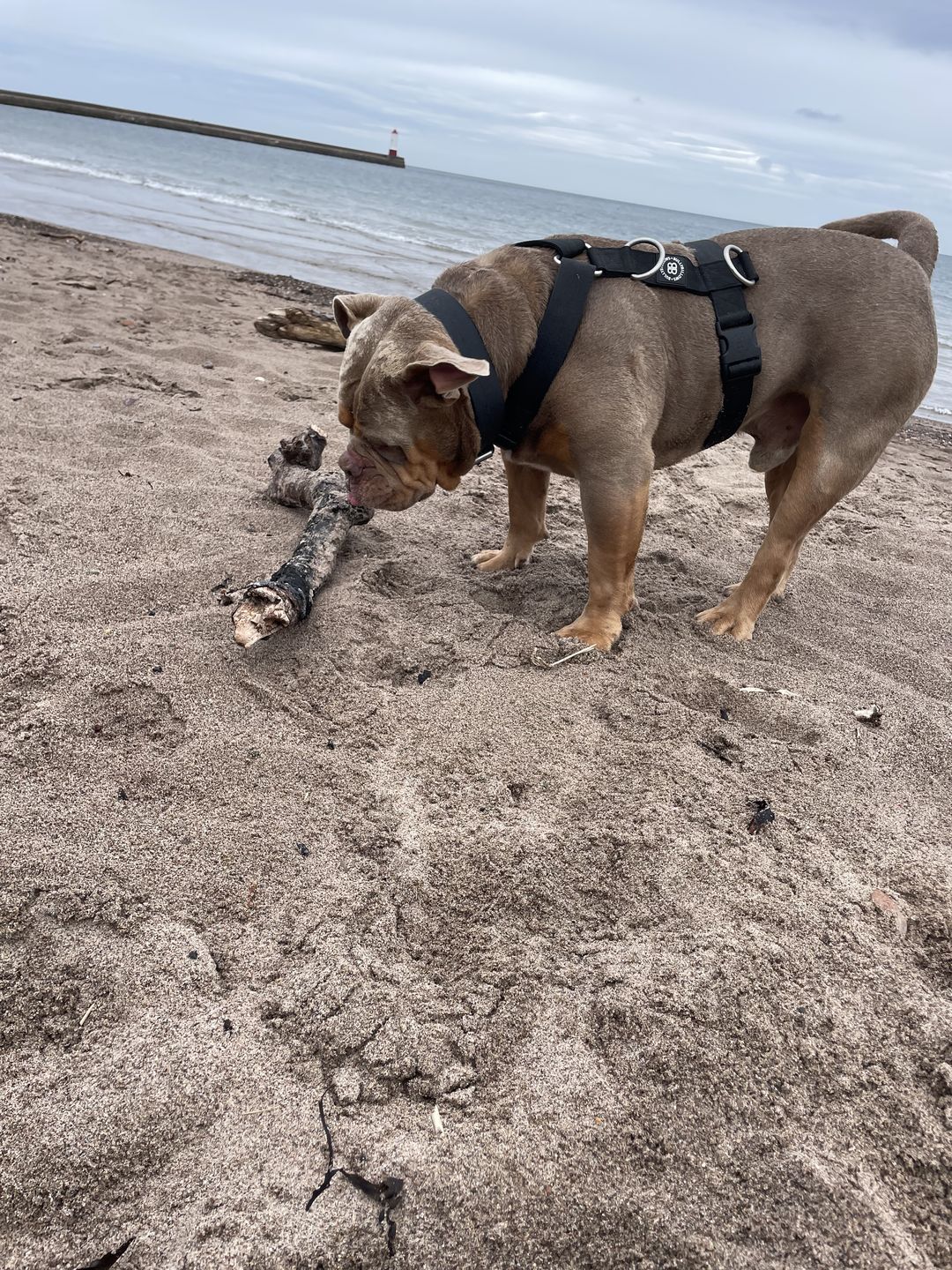 Customer photo review of Double Ended Training Lead | All Breeds - Durable & Soft 2m Lead - Black
