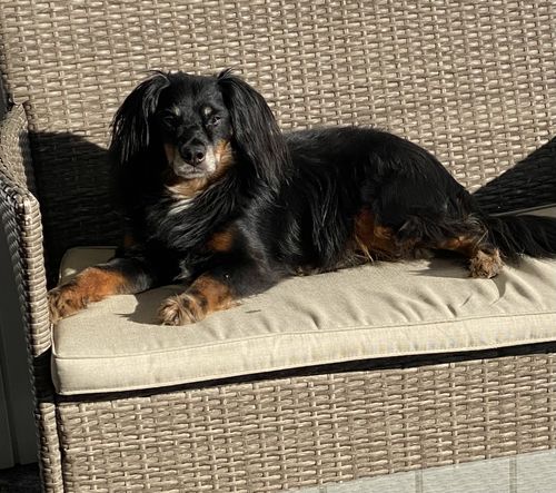 Customer photo review of Shiny Hair