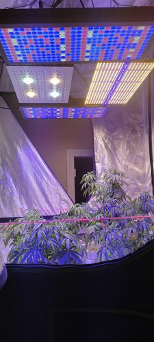 Customer photo review of Sayhon Led Indoor Grow Lights Full Spectrum Dimming For 4X4ft Tent only available in canada