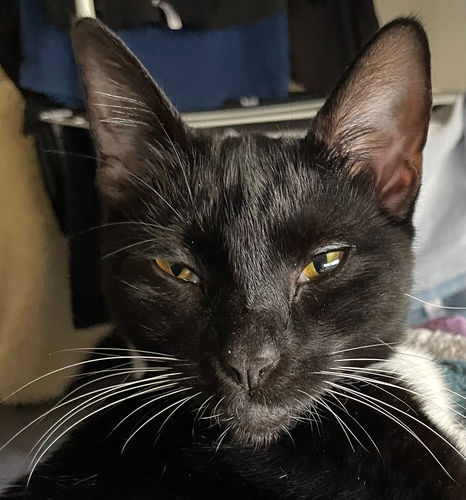 Customer photo review of 3 month supply - 4 Cats