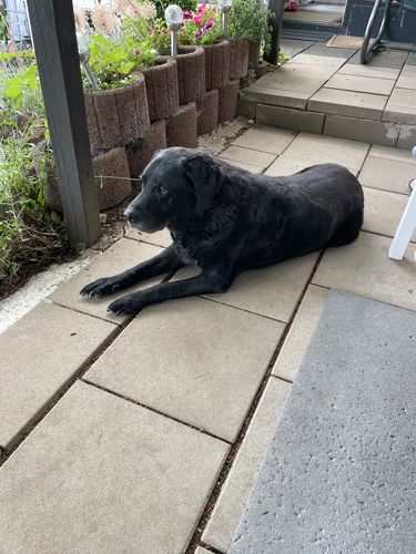 Customer photo review of Happy Hips