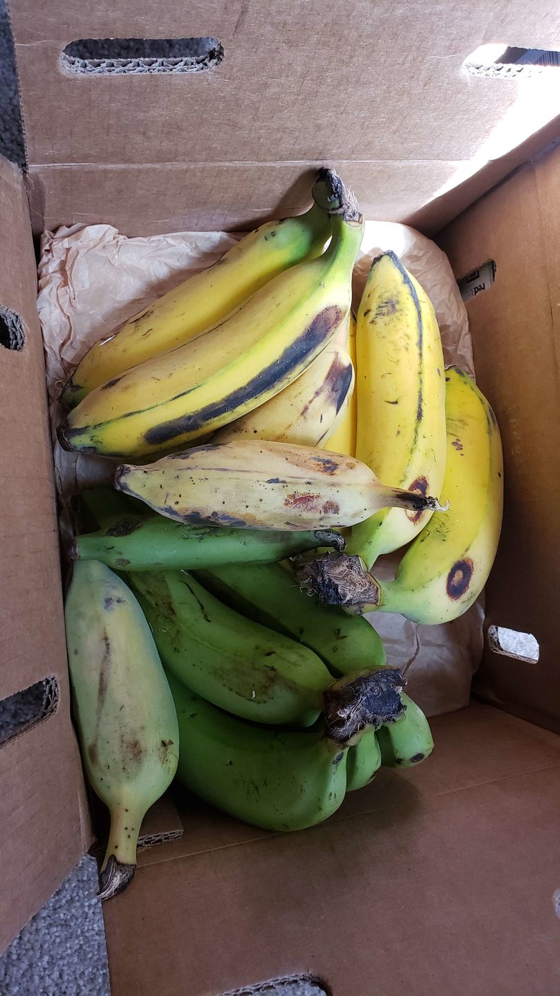 Customer photo review of Banana Variety Box