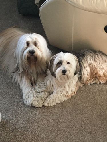 Customer photo review of Pooch's Handmade Dog Treats