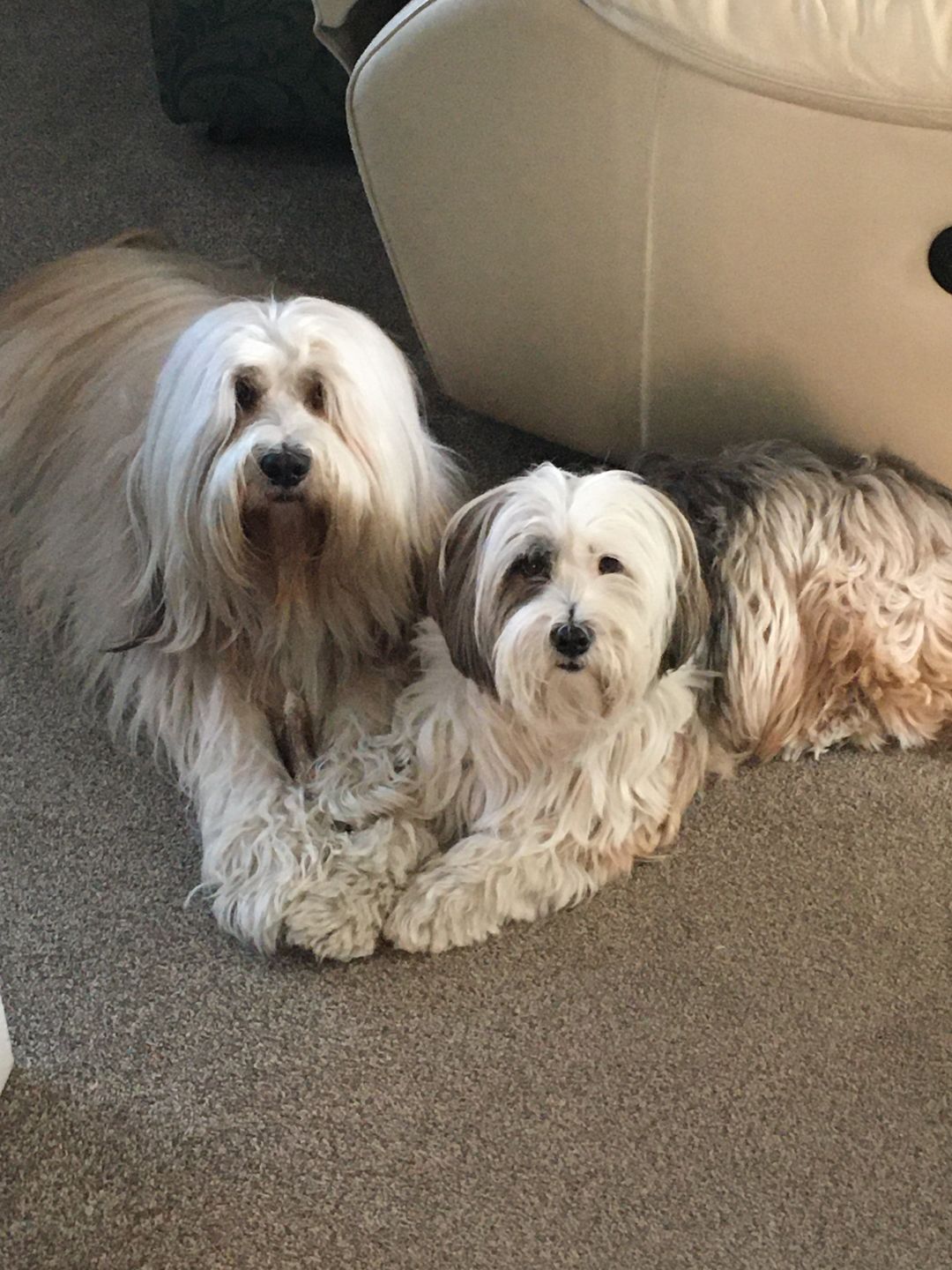 Customer photo review of Pooch's Handmade Dog Treats