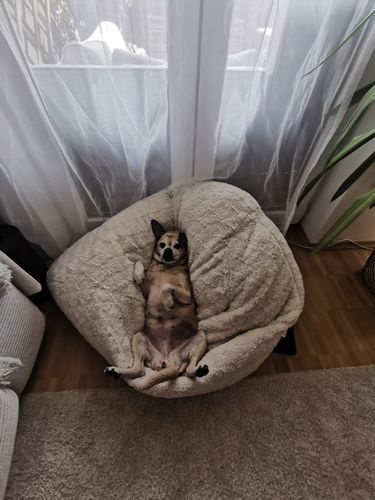 Customer photo review of Lucky Belly