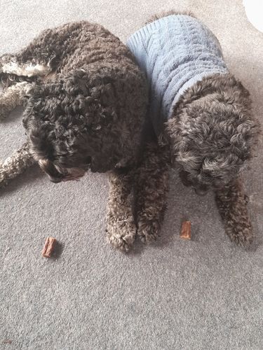 Customer photo review of Sausage Treats- Party Mix! (Combination)