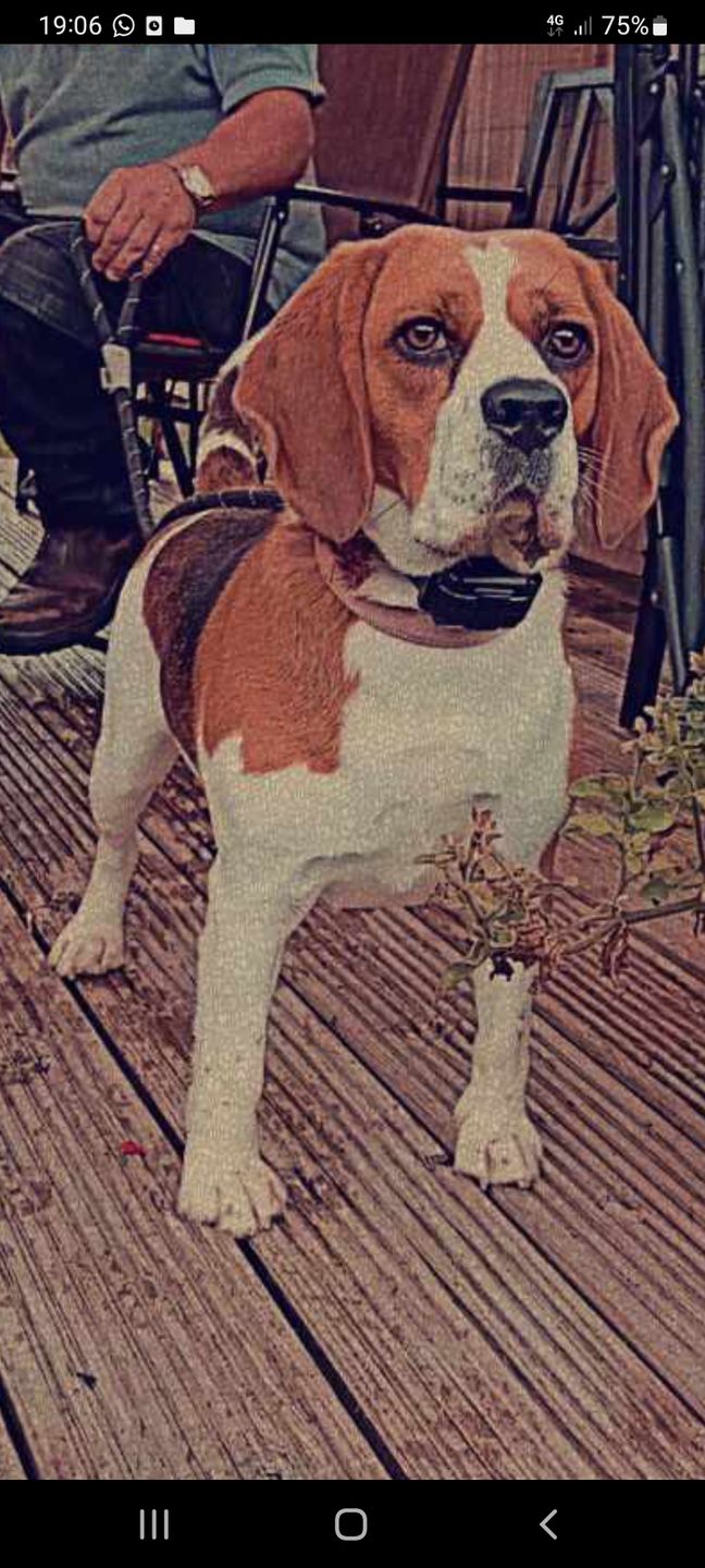 Customer photo review of Remote Training Collar System