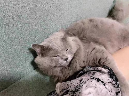Customer photo review of Michu Tofu Cat Litter Gen3- Dust-Free and Natural Clumping Tofu-Based Formula for Easy Cleanup