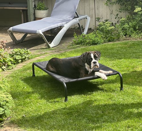 Customer photo review of HiK9 Bed with Black Canvas Cover