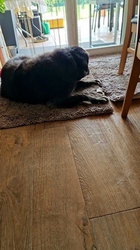 Customer photo review of Premium - CleanyMat