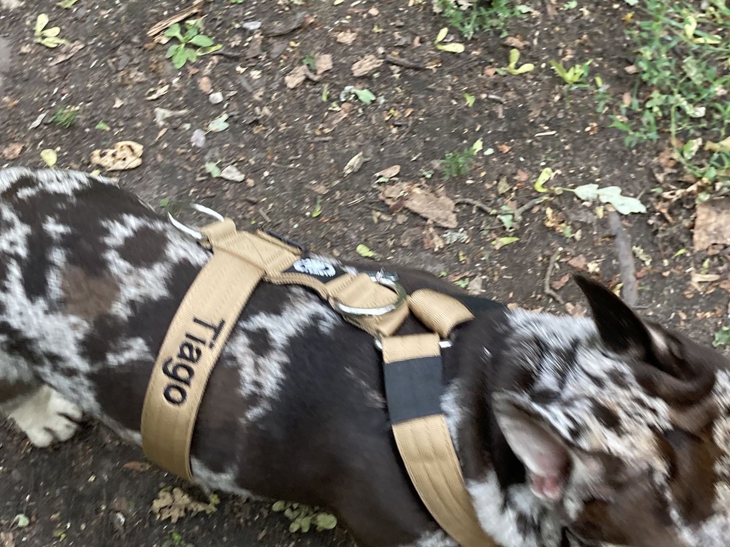 Customer photo review of TRI-Harness® | Anti-Pull, Adjustable & Durable - Dog Trainers Choice - Military Tan v2.0