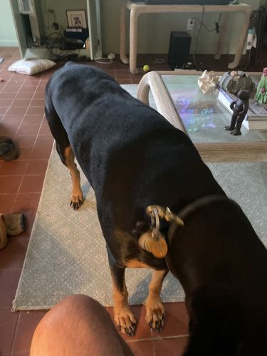 Customer photo review of Digital Dogs