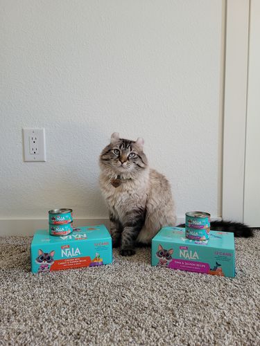 Customer photo review of Chicken With Carrot & Pumpkin Recipe Paté Dinner In Broth Adult Cat Food, 2.8-oz, Case of 12