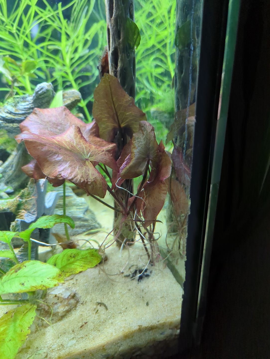 Customer photo review of RED TIGER LOTUS