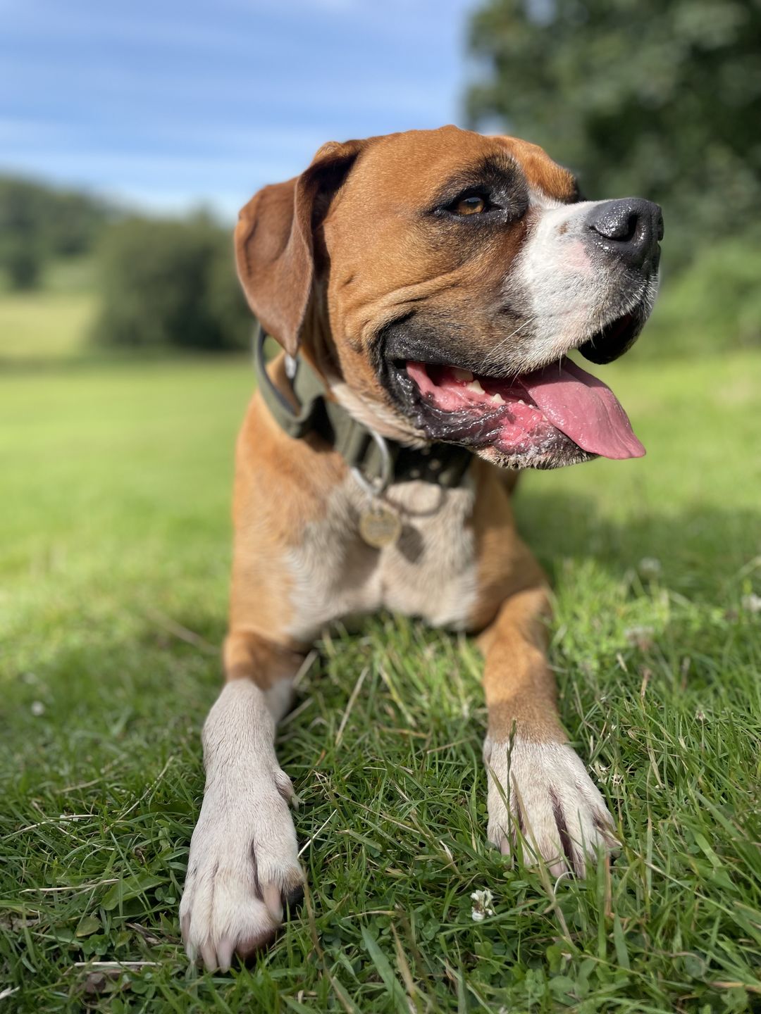 Customer photo review of 4cm Combat® Collar | With Handle & Rated Clip -  Khaki v2.0