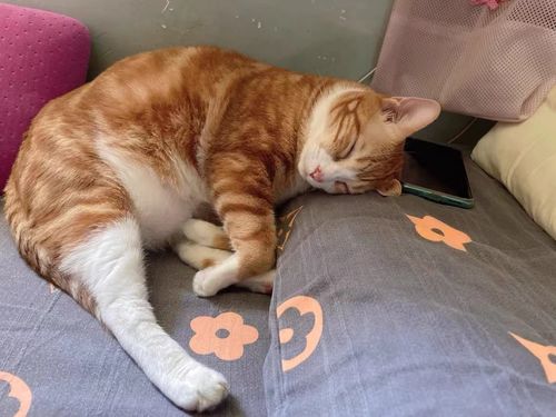 Customer photo review of Michu Tofu Cat Litter Gen3- Dust-Free and Natural Clumping Tofu-Based Formula for Easy Cleanup