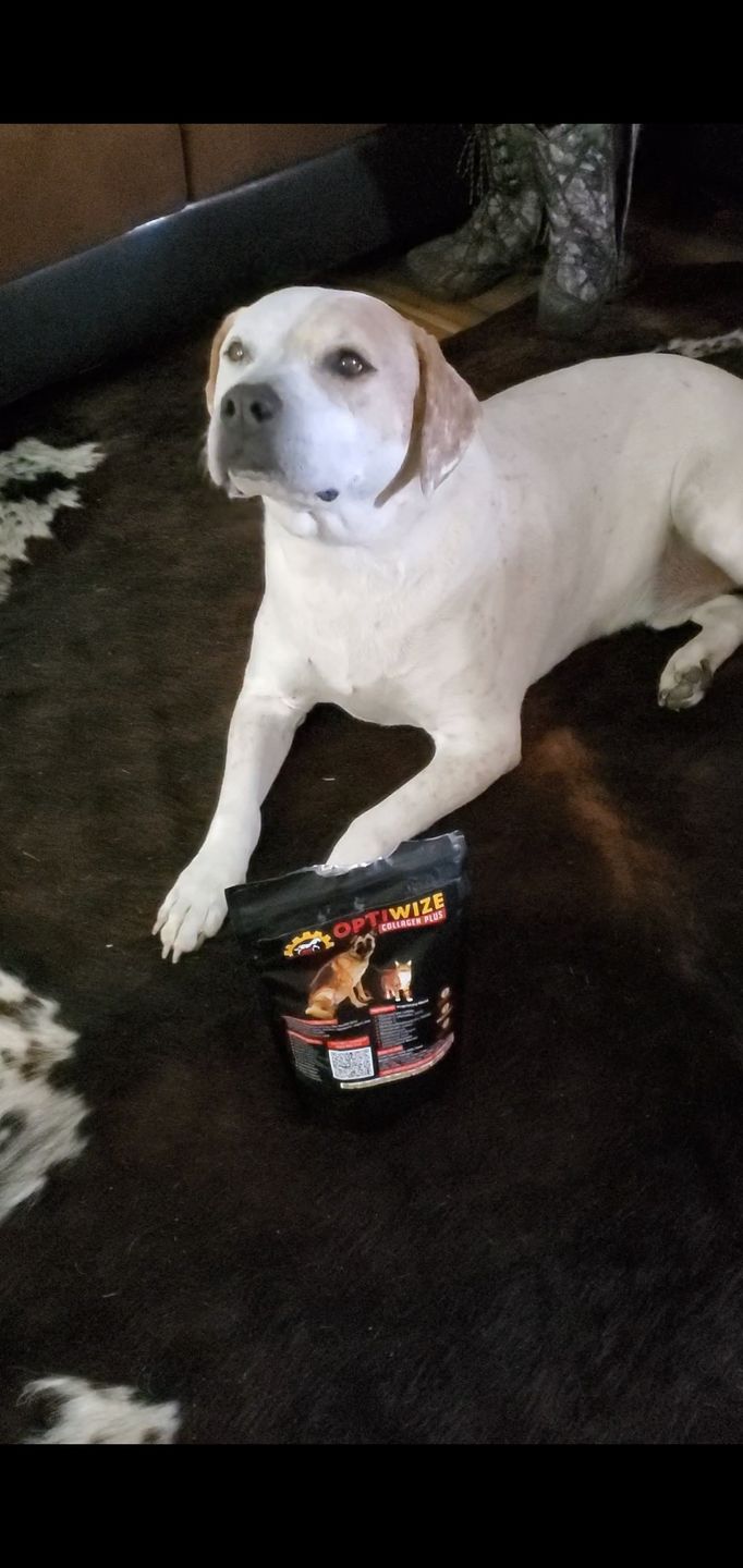 Customer photo review of OptiWize Collagen +Plus Dog and Cat Joint Health Supplement