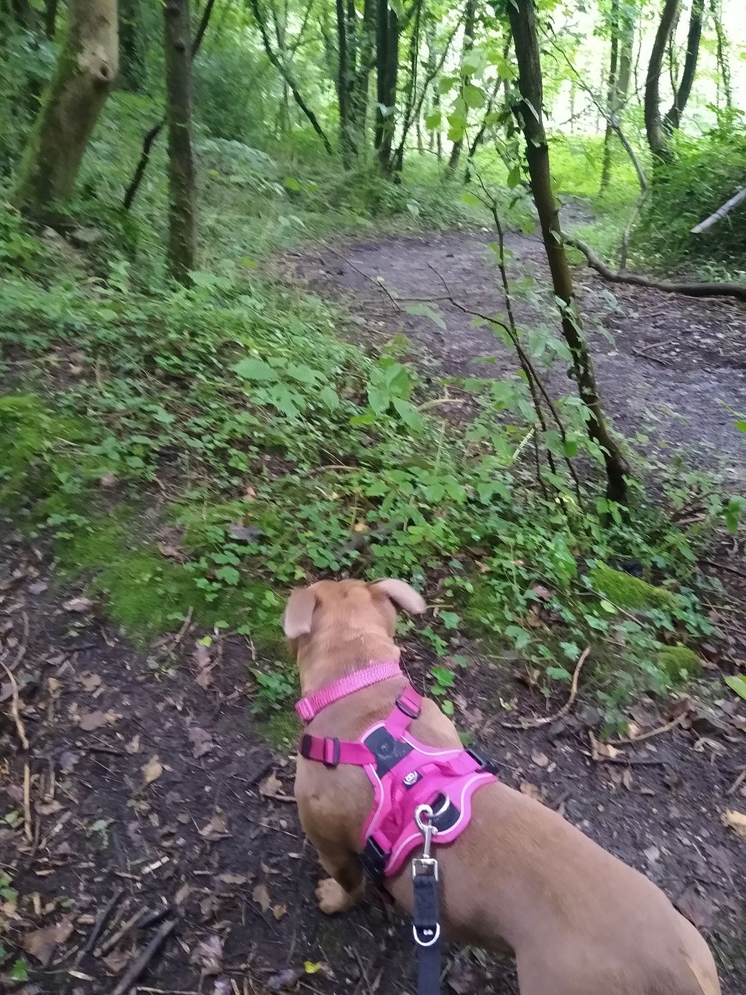 Customer photo review of Hurricane Harness - Non Restrictive, With Handle, Adjustable & Reflective - All Breeds - Carminerose
