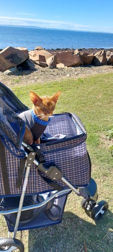 Customer photo review of PaWz Large Pet Stroller Dog Cat Carrier