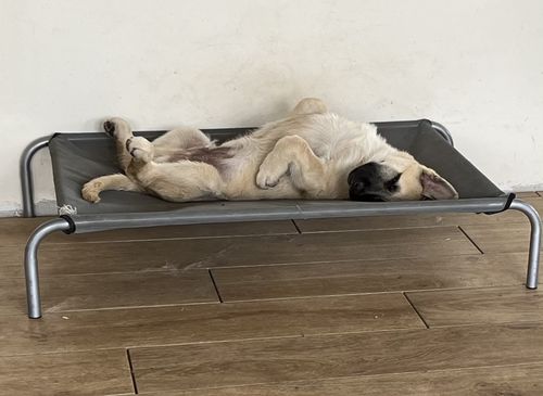 Customer photo review of HiK9 Bed with Purple Canvas Cover