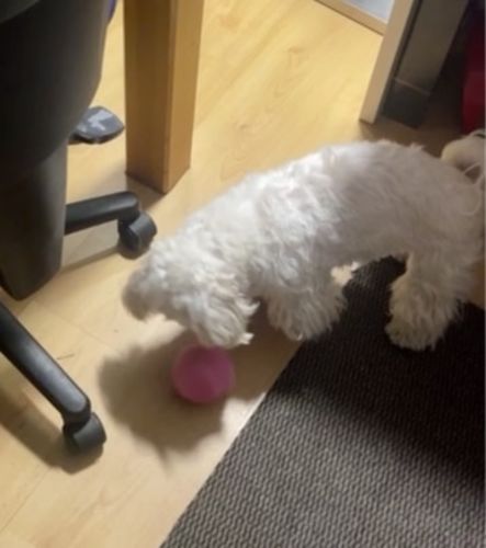 Customer photo review of DogFri™ ActiveBall - Automatisk Rullende Kugle Mod Angst