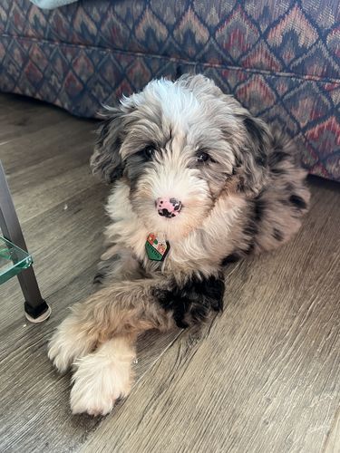 Customer photo review of Floral Silicone