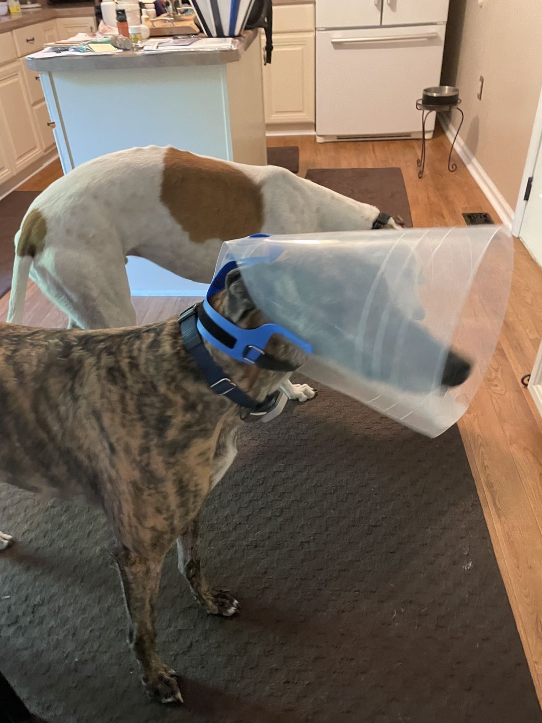 Customer photo review of NovaGuard Recovery Collar
