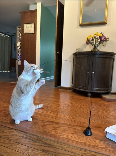 Customer photo review of Interactive Bird Simulation Cat Toy Set
