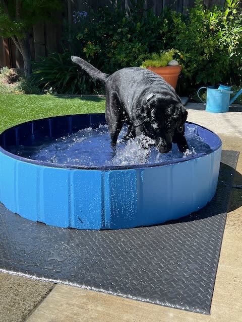 Customer photo review of NEW Pop-Up Foldable Outdoor Dog Bath & Swimming Pool With Side Drain (+FREE POOL COVER!)