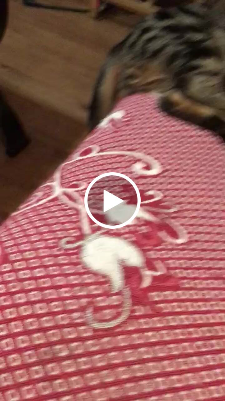 Customer video review of Croquettes de volaille riches en ingrédients frais (chat adulte)
