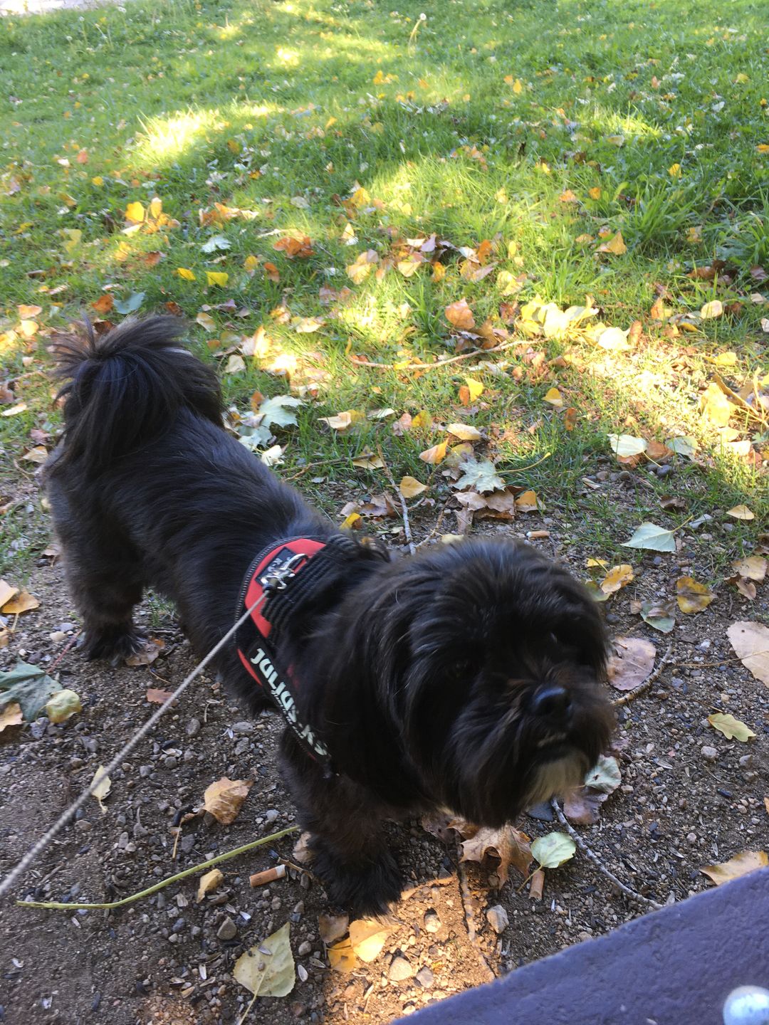 Customer photo review of Pâtées riches en canard & aux petits pois (chien adulte)