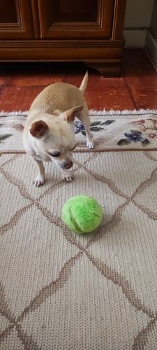 Customer photo review of DogFri™ ActiveBall - Automatisk Rullende Kugle Mod Angst