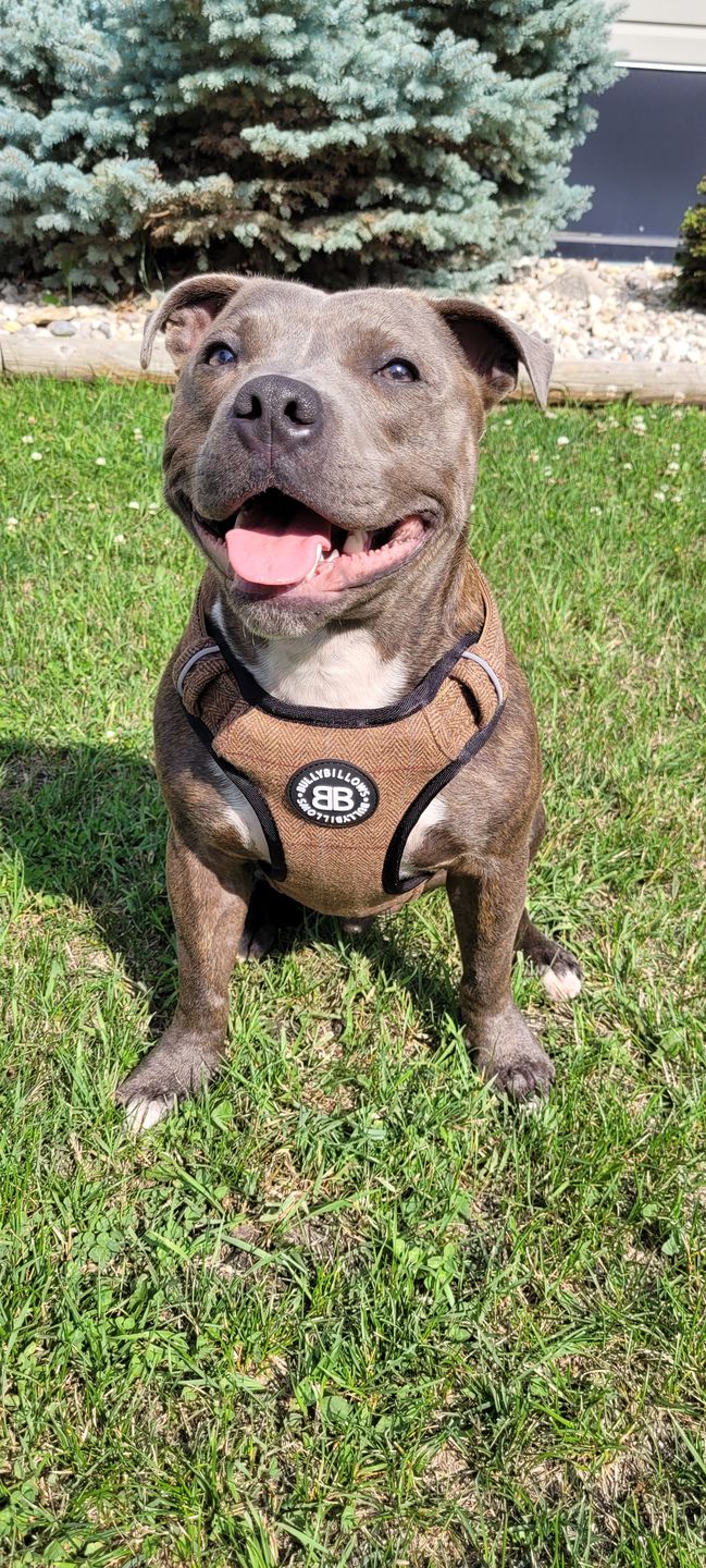 Customer photo review of Premium Comfort Tweed Harness | Non Restrictive & Adjustable - Classic Tan