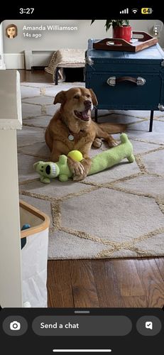 Customer photo review of Paw & Bones